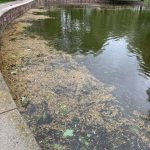 У Франківському парку продовжують чистити водойми від листя та цвіту