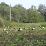 Сотні лелек облюбували поле на Рожнятівщині: фотофакт