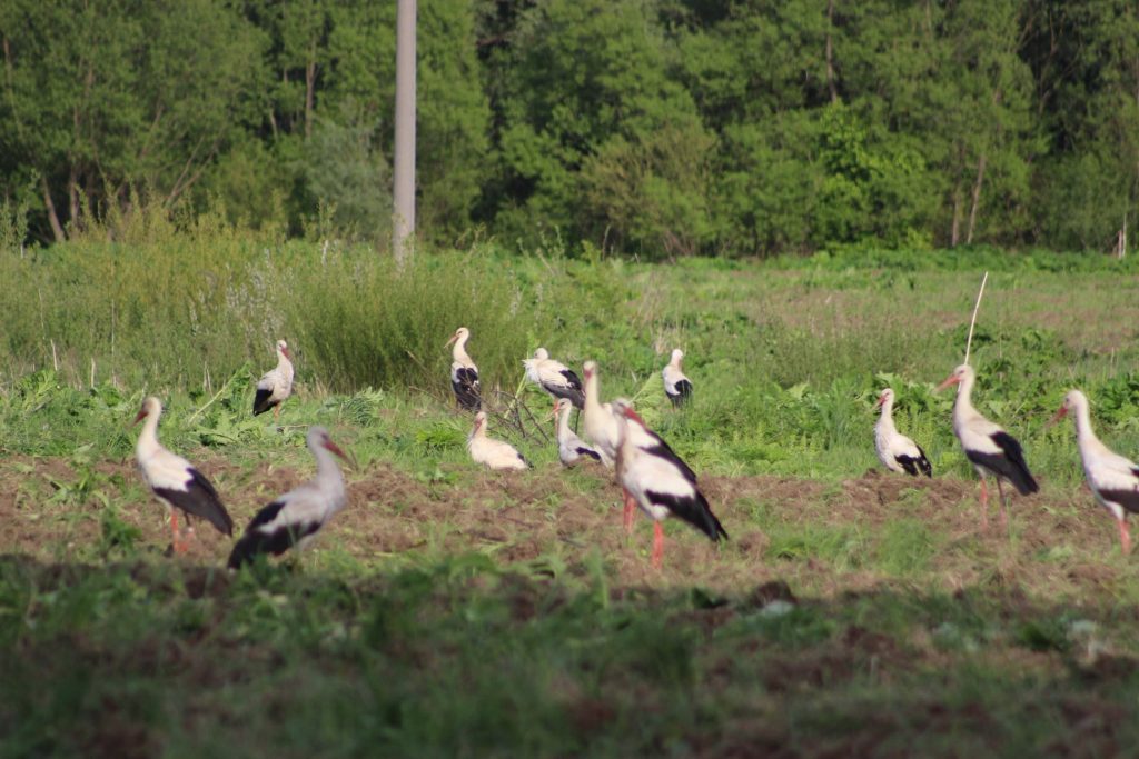 Сотні лелек облюбували поле на Рожнятівщині: фотофакт