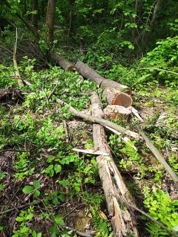Прикарпатські поліцейські розслідують факти незаконної рубки деревини і забір торфу: фото