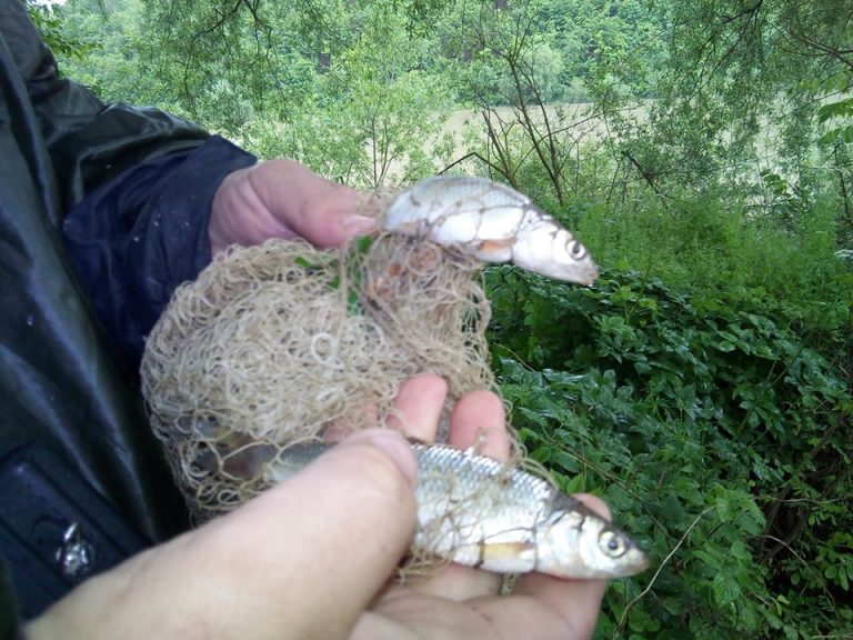 В Дністрі знову виявили браконьєрські сітки з уловом