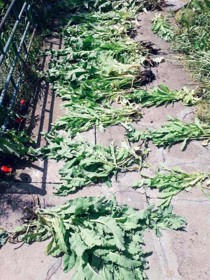 На Городенківщині в жінки вилучили близько 300 рослин снодійного маку: фотофакт