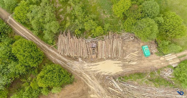 "Лисі" гори. В мережі показали наслідки масштабної вирубки лісів У Карпатах: фото