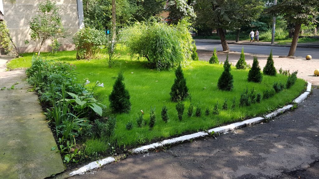 "Файні ґазди" викопали з десяток туй, що прикрашали вулицю Коновальця: фотофакт