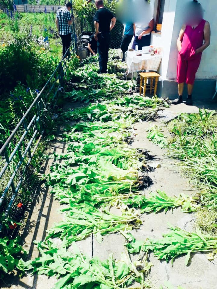 На Городенківщині в жінки вилучили близько 300 рослин снодійного маку: фотофакт