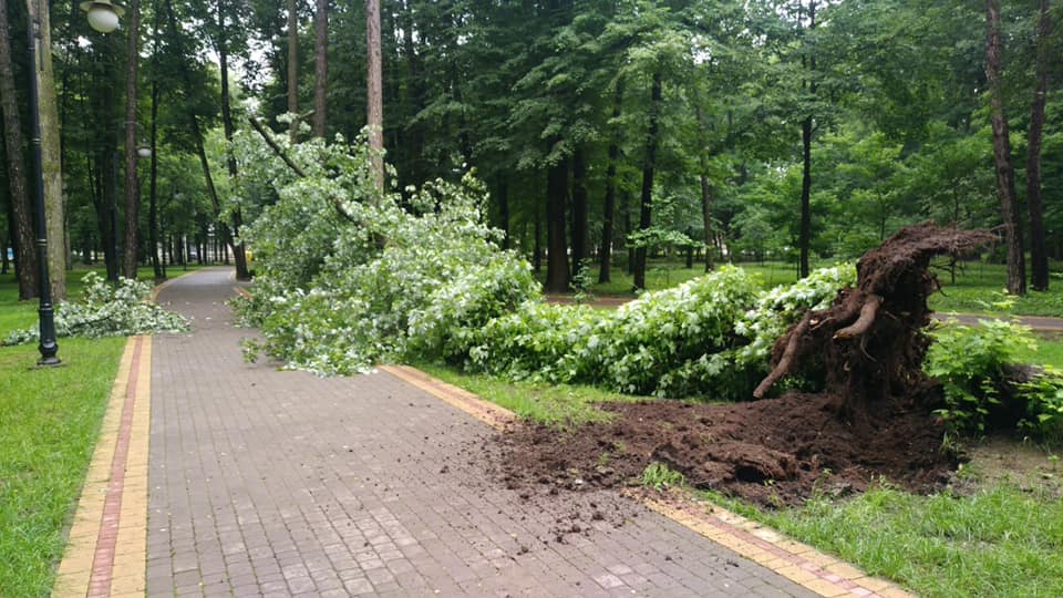 Негода повалила 95-річний цукровий клен у міському парку Франківська: фотофакт