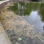 Франківські водойми чистять від водоростей та сміття: фото