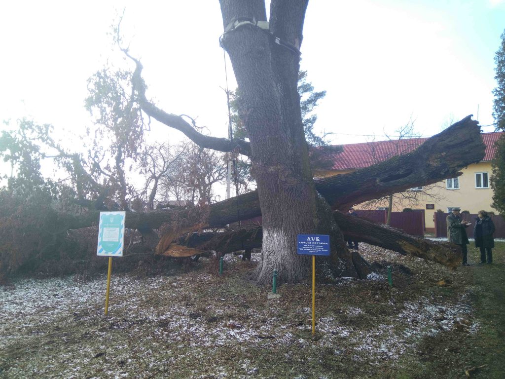 Дуб помирає стоячи. Чому в Маріямполі хочуть зрізати 600-річне дерево імені Петлюри