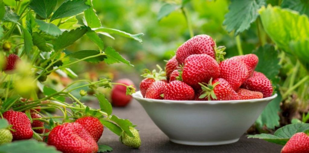 Полуниці цього року не буде. Негода завдала чималих збитків мешканцям Братківців