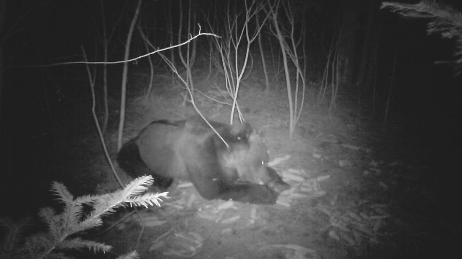 В Карпатах лісники упіймали на фотопастку ведмедя, який прийшов підживитися до годівнички