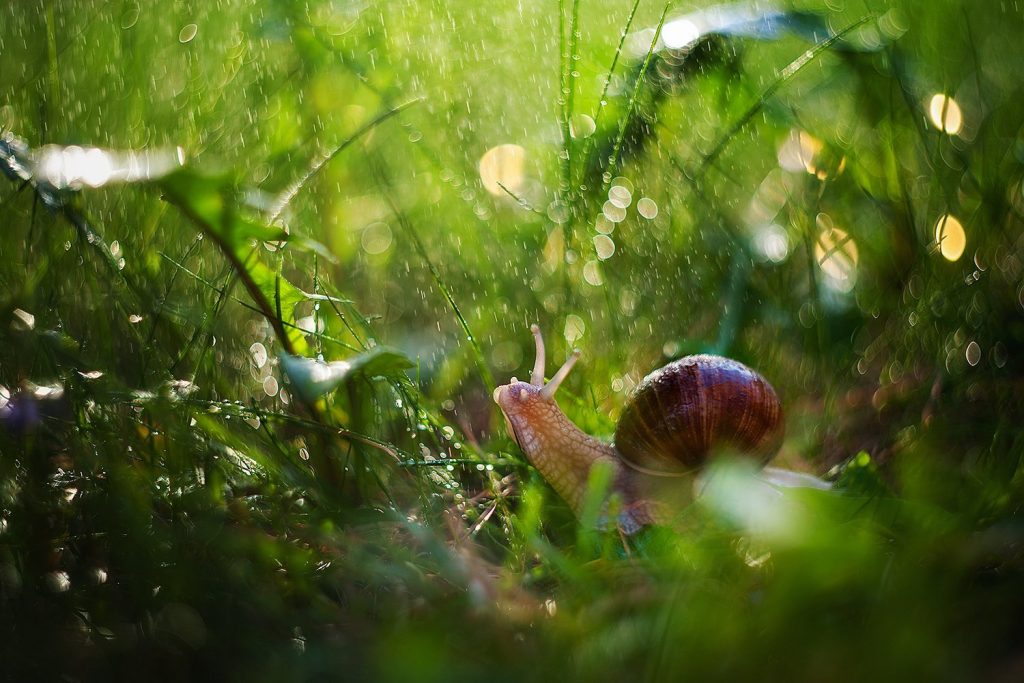 Найближчими днями на Франківщині збережеться дощова погода