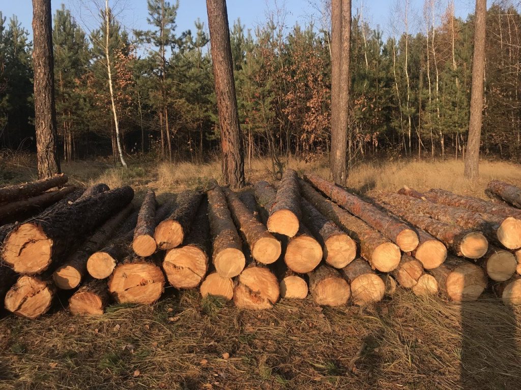 ДБР розслідує кримінальну справу прикарпатського депутата, через незаконну вирубку лісу