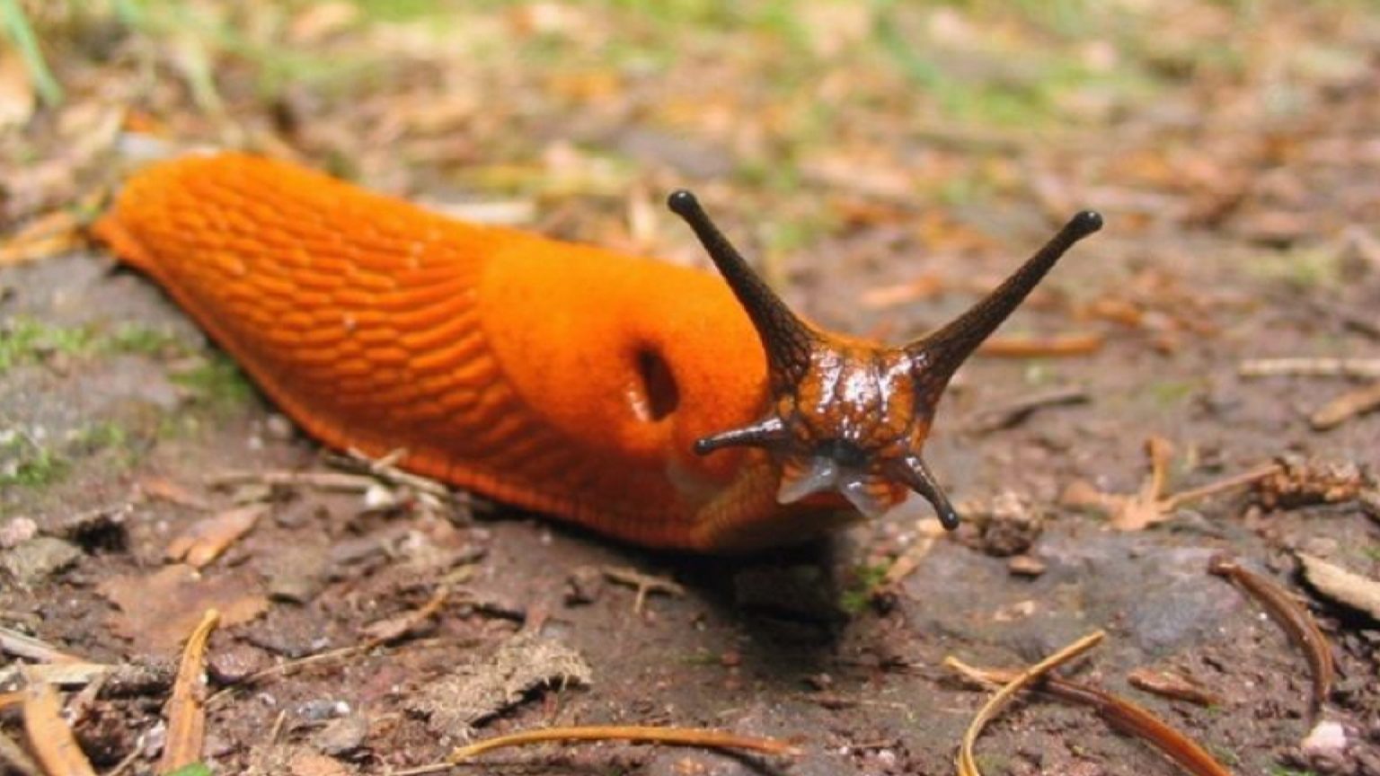 Коломийщина потерпає від нашестя рудих слимаків: відео