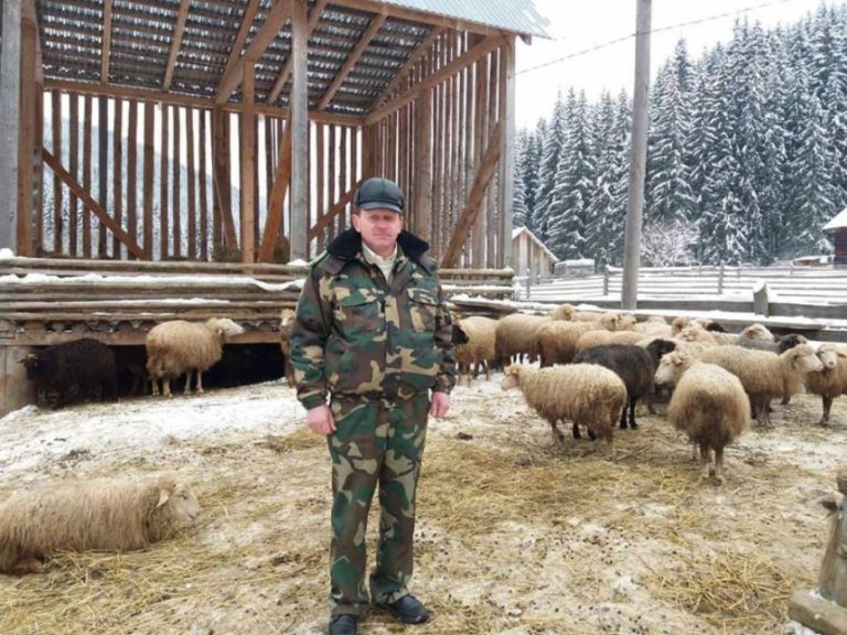 Як на Верховинщині лісівники відновлюють вівчарство: фото