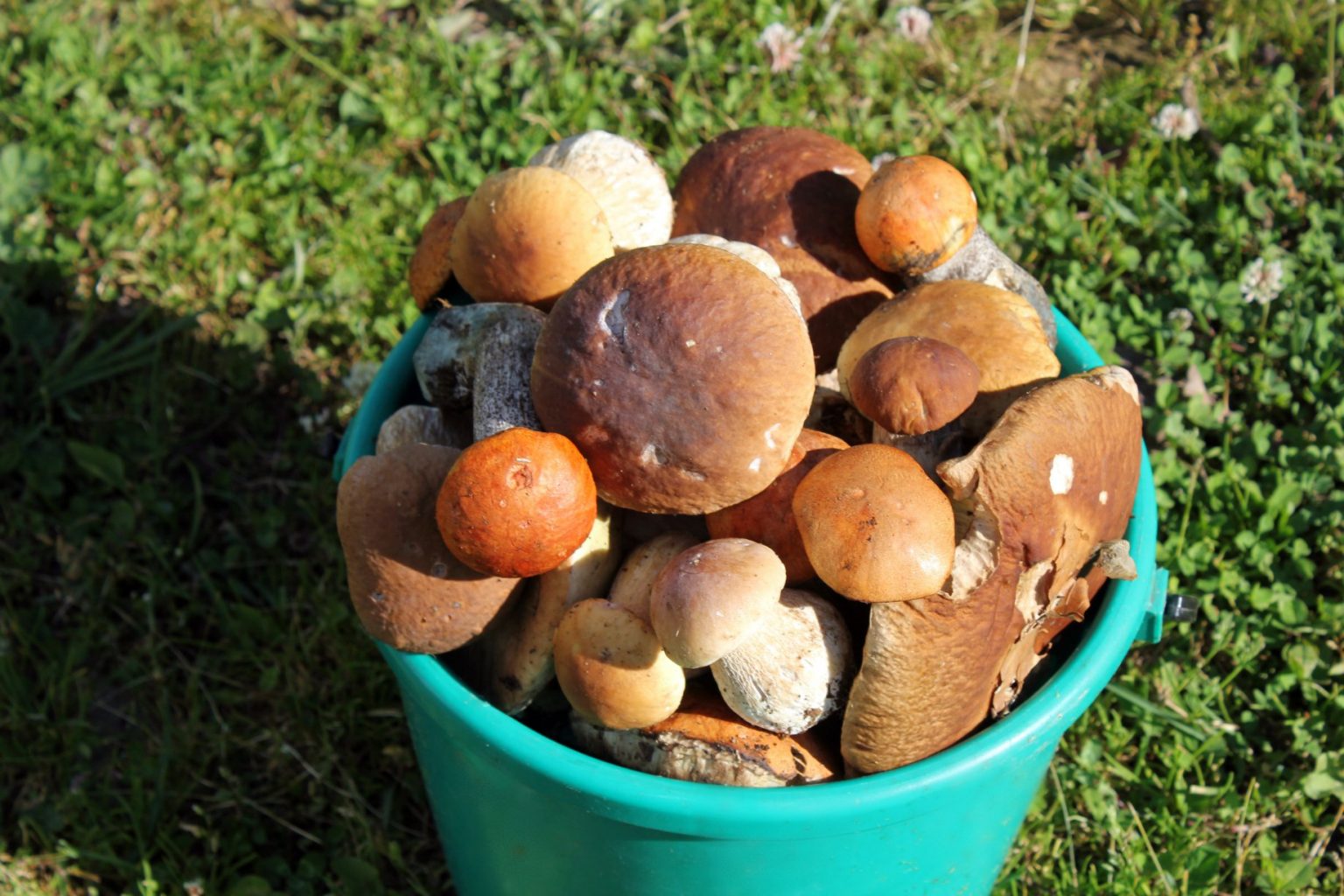 На Франківщині у розпалі сезон "тихого полювання"