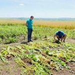 У мешканки Городенківщини на городі виявили близько 800 рослин маку ФОТО