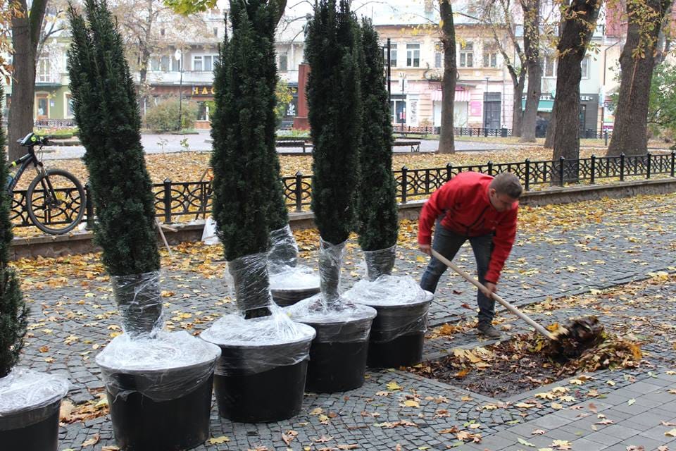 Озеленення міста: у Франківську з'явиться майже 2000 нових дерев