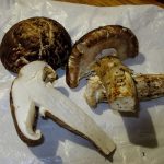 На Франківщині знайшли рідкісний гриб Мацутаке