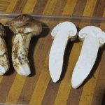 На Франківщині знайшли рідкісний гриб Мацутаке