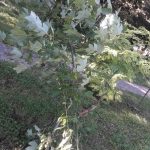 У міському парку Городенки вандали понищили рідкісні тюльпанові дерева ФОТОФАКТ