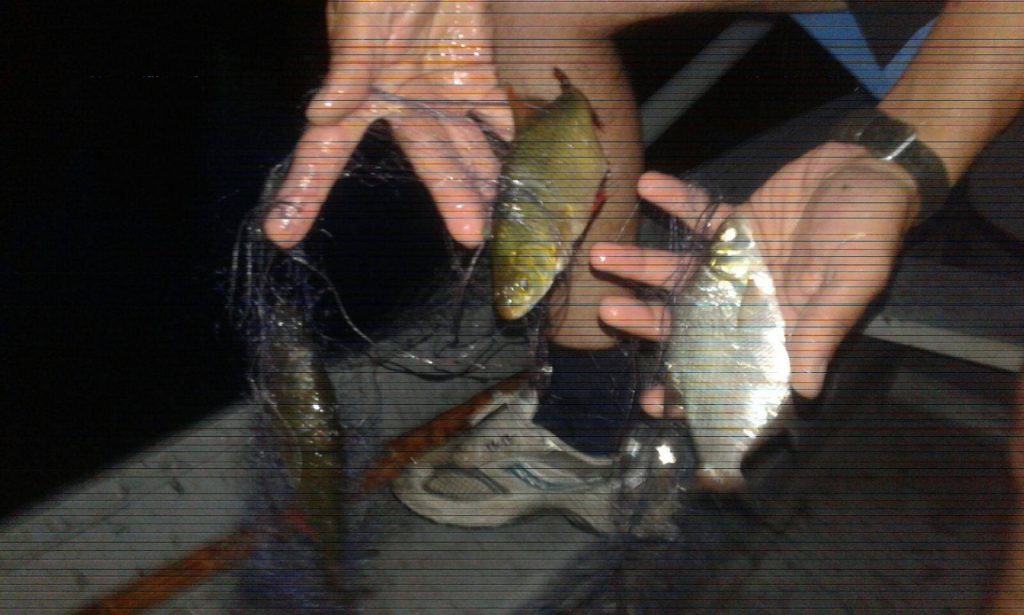 У Франківську з міського озера витягнули браконьєрську сітку