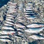 На Прикарпатті поліцейські злапали браконьєра, який злапав червонокнижну рибу