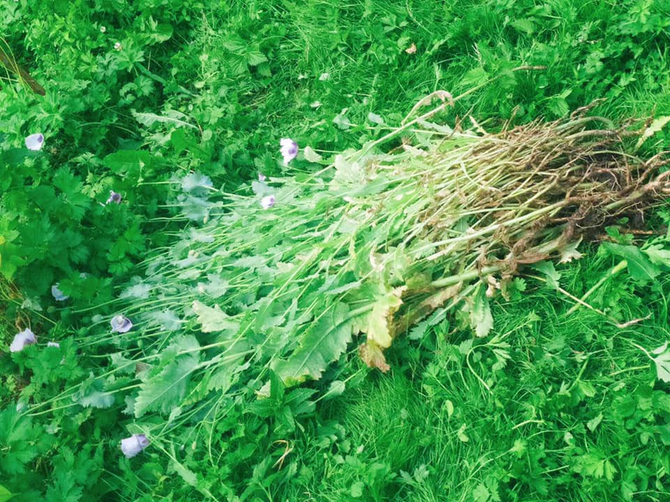 Прикарпатські поліцейські вилучили наркотичні рослини