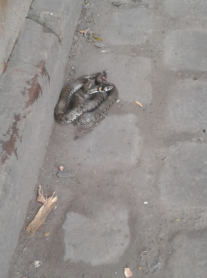 У Франківську біля залізничного вокзалу знайшли змію ФОТОФАКТ