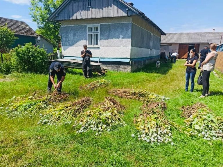 Поліціянти вилучили у прикарпатців майже 6 тисяч рослин снодійного маку ФОТОФАКТ