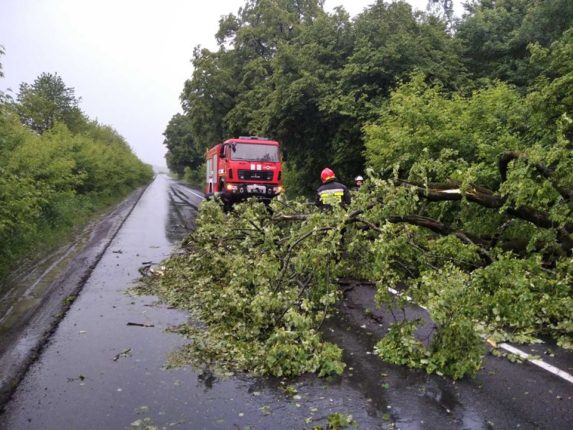 Дерево, що впало на дорогу, заблокувало рух автотранспорту між двома прикарпатськими селами