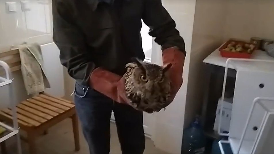Галицький парк взяв під опіку хворого та виснаженого пугача ФОТО