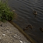 На плесі бурштинського водосховища помітили трьох рідкісних качок ФОТО