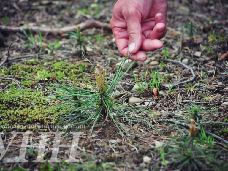 У розсадниках Прикарпаття відтворюють ліси