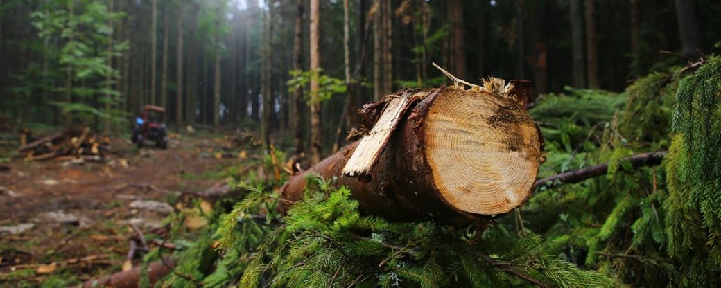 Цьогоріч на Прикарпатті зафіксували понад 5 млн збитків у сфері охорони лісу