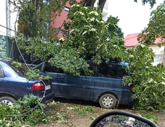Через негоду у Франківську дерево впало на автомобіль ФОТО