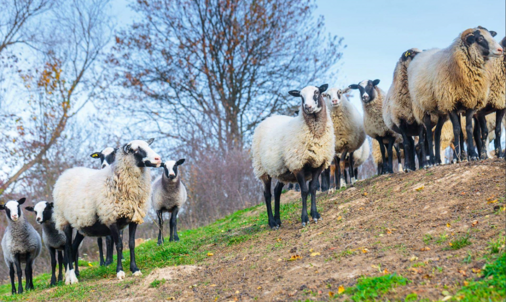 Карпатський фермер вивів унікальну породу овець ФОТОРЕПОРТАЖ