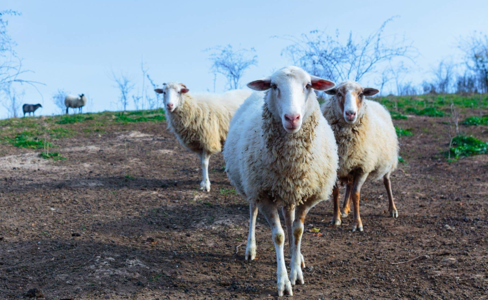 Карпатський фермер вивів унікальну породу овець ФОТОРЕПОРТАЖ