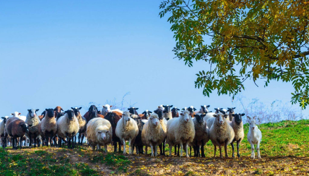 Карпатський фермер вивів унікальну породу овець ФОТОРЕПОРТАЖ