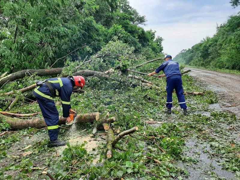 Дерево, що впало на дорогу, заблокувало рух автотранспорту між двома прикарпатськими селами