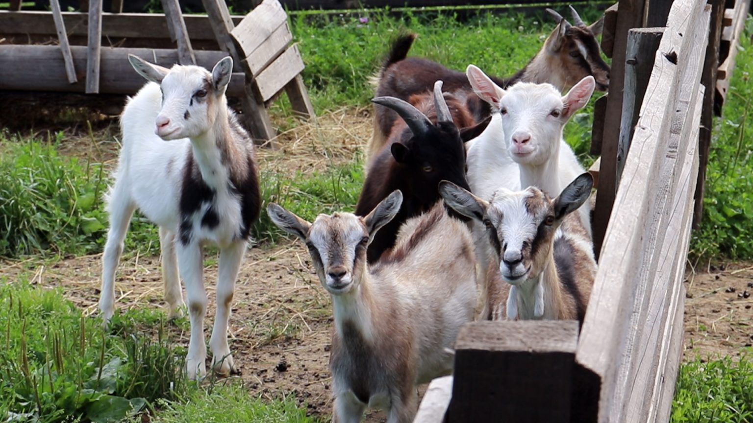 Подружжя з Прикарпаття заснувало бізнес на розведенні кіз ВІДЕО
