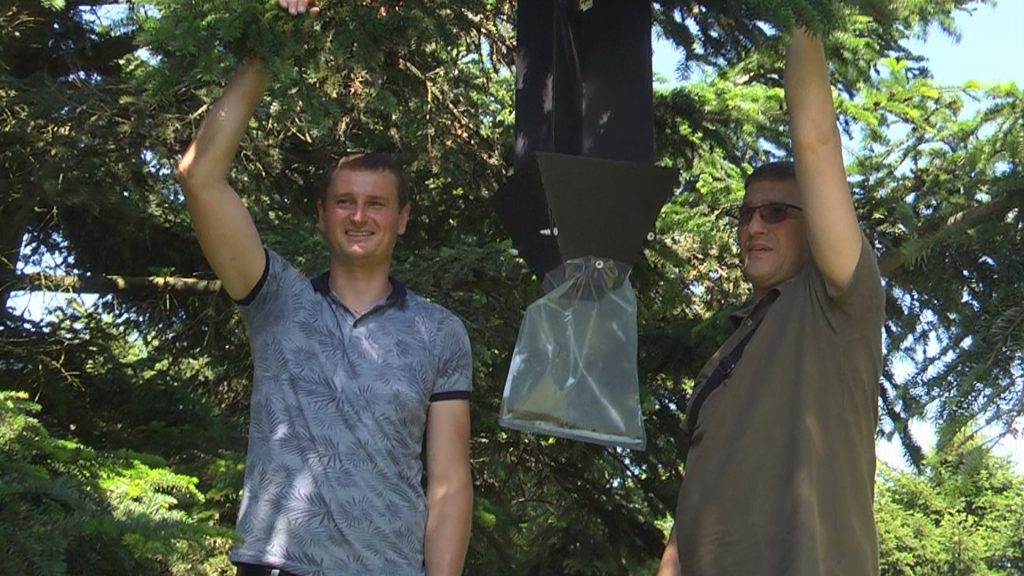 На Коломийщині взялися встановлювати феромонні пастки ВІДЕО