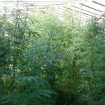 На Прикарпатті двоє братів вдома вирощували коноплю і зберігали вибухові речовини