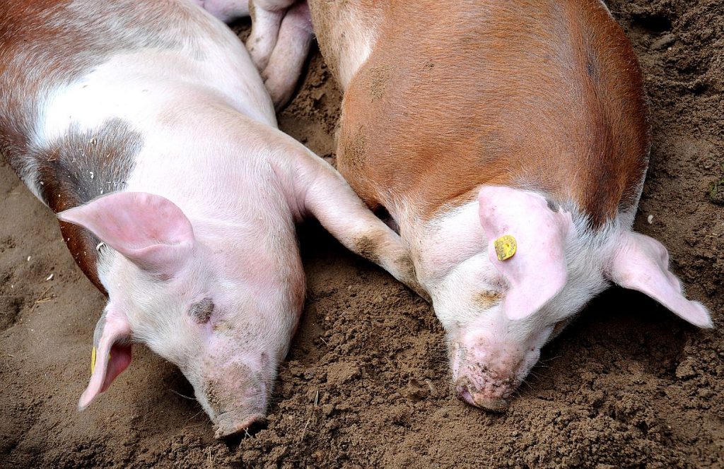 У Рогатинському районі від Африканської чуми свиней вже загинуло більше півсотні тварин