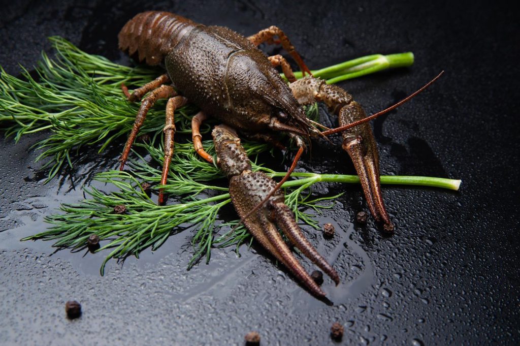 На Франківщині вступила в дію заборона на вилов раків