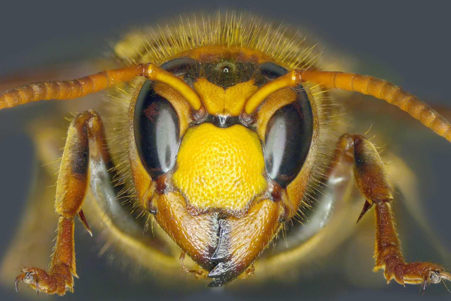 Агресивні шершні продовжують тероризувати мешканців Франківщини