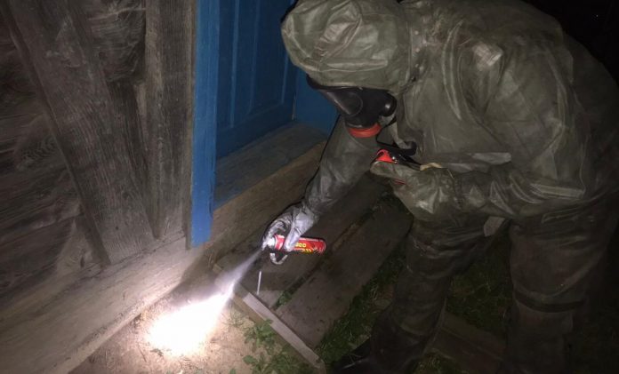 6 В передмісті Івано-Франківська агресивні шершні завдавали клопотів місцевим мешканцям