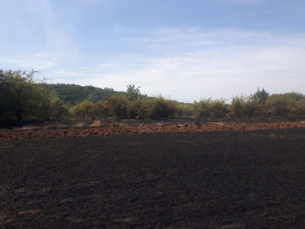 Вогонь знищив два гектари пшениці на Городенківщині ФОТО