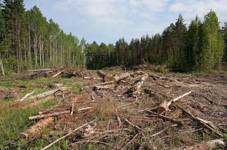 Посадовець Болехівського лісництва, якого підозрюють у незаконній вирубці, таки постане перед судом