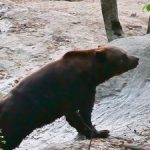 "Раніше жив у клітці, а сьогодні звикає до життя у дикій природі",- історія прикарпатського ведмедя Яника