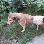 В Івано-Франківську шукають перетримку або господаря для собачки, яку в Рогатині збив мікроавтобус